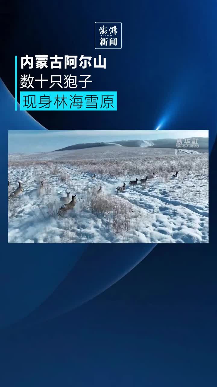 数十只狍子现身内蒙古阿尔山林海雪原