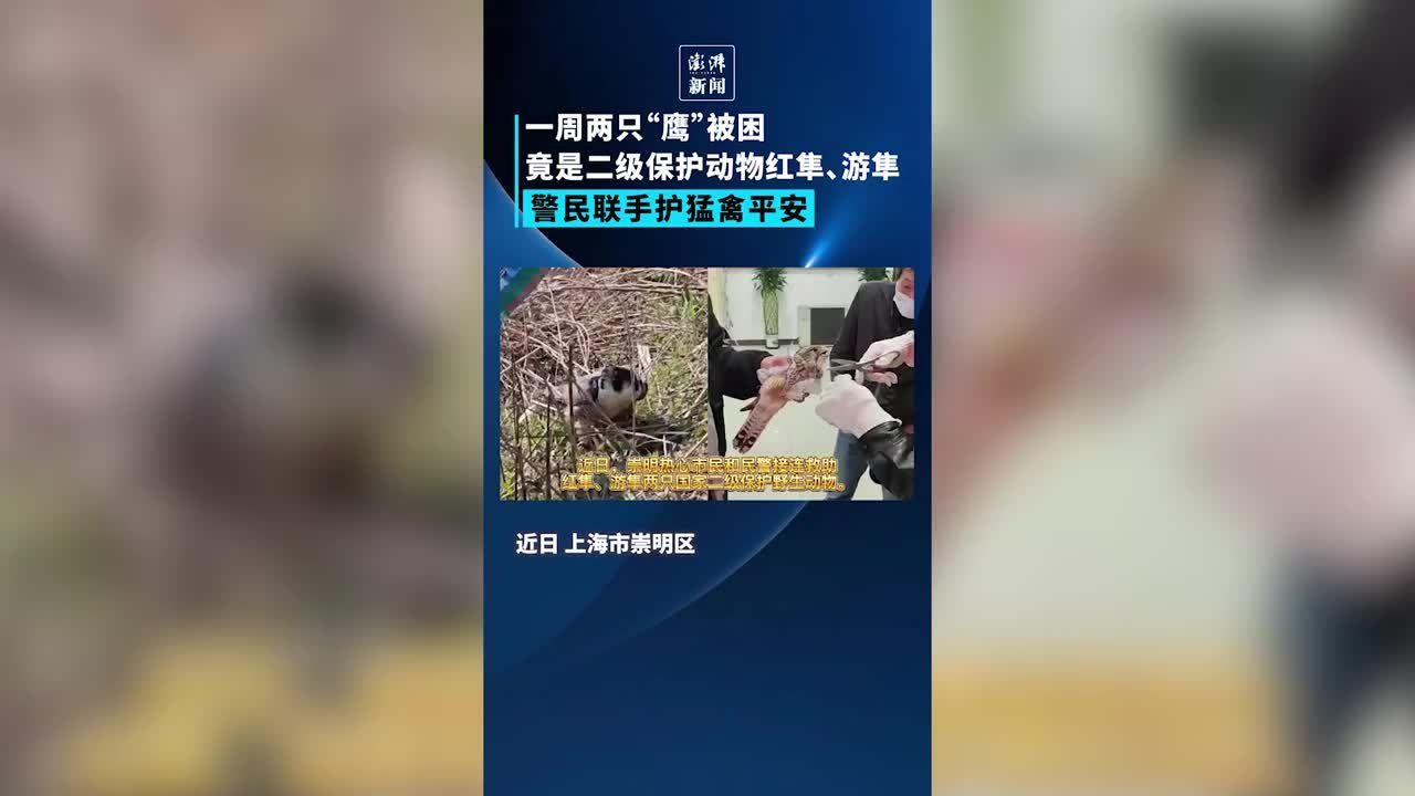 红隼、游隼接连被困，上海崇明警民联手救助猛禽