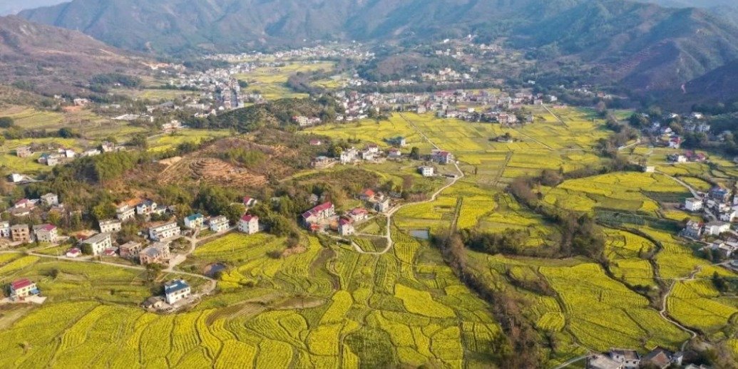 万安县:油菜花开满园(图)凤凰网江西_凤凰网