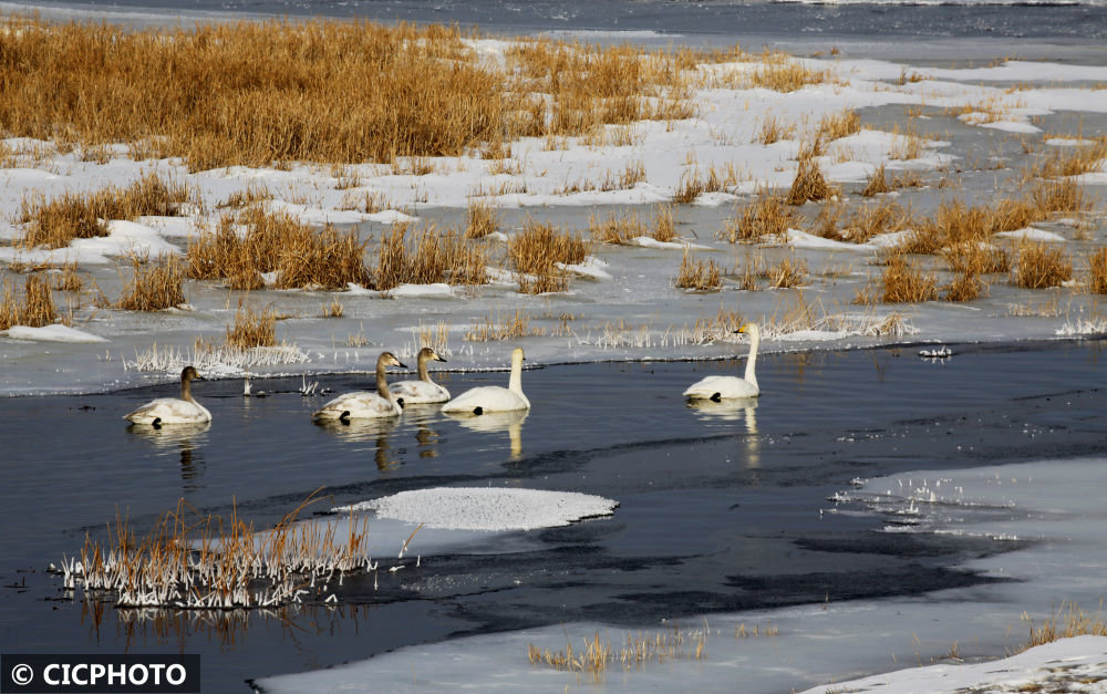 ↑2023年2月4日,新疆哈密市巴里坤哈萨克自治县高家湖湿地景区,天鹅在解冻的水域游弋。CICPHOTO/达吾提·热夏提 摄