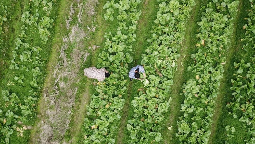 2月24日，在浏阳市小河乡乌石村，农民在一家预制菜企业的蔬菜基地里收割芥菜（无人机照片）。