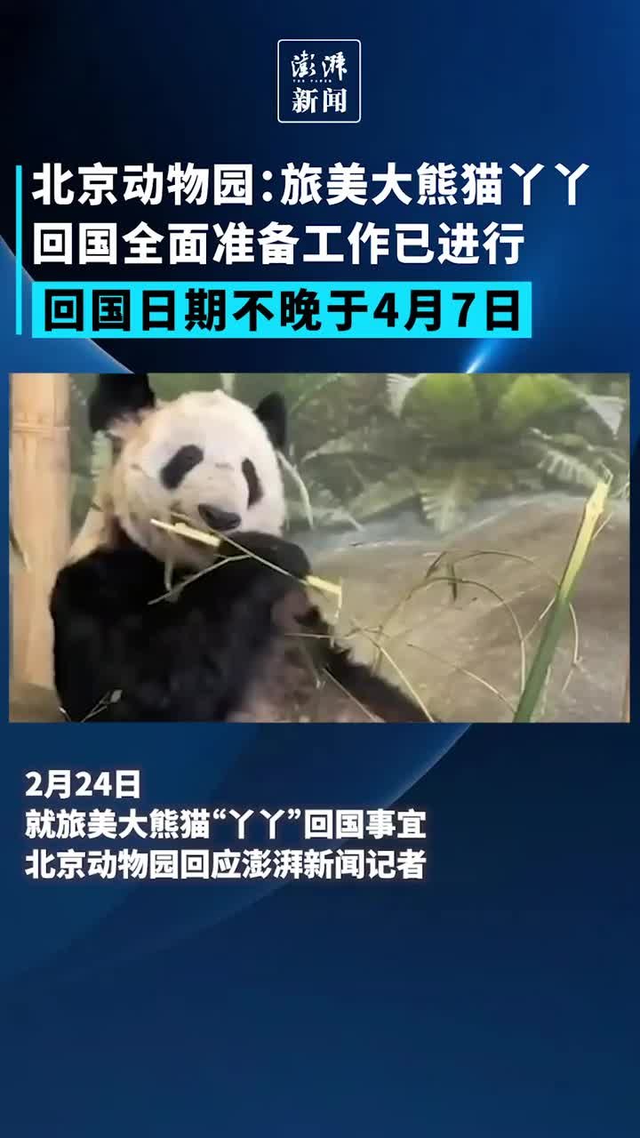 旅美大熊猫丫丫失踪图片