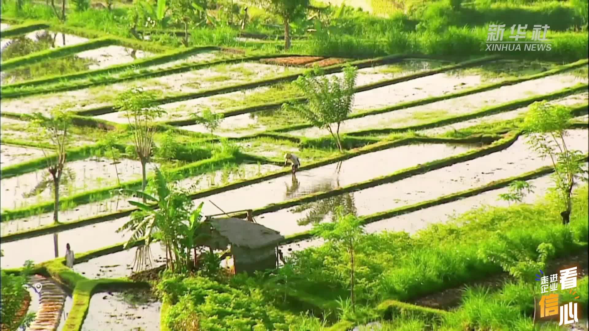 走进企业看信心｜远销海外！一碗米粉里的大市场