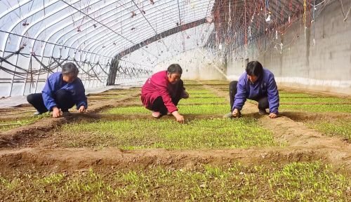 图三为通渭碧玉镇无公害蔬菜种植基地大棚内辣椒育苗茁壮成长，附近务工群众正在忙碌工作。王斌 摄