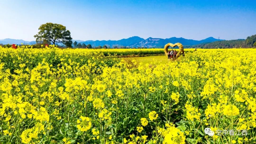 吉水油菜花开 游人踏春赏美景（图）