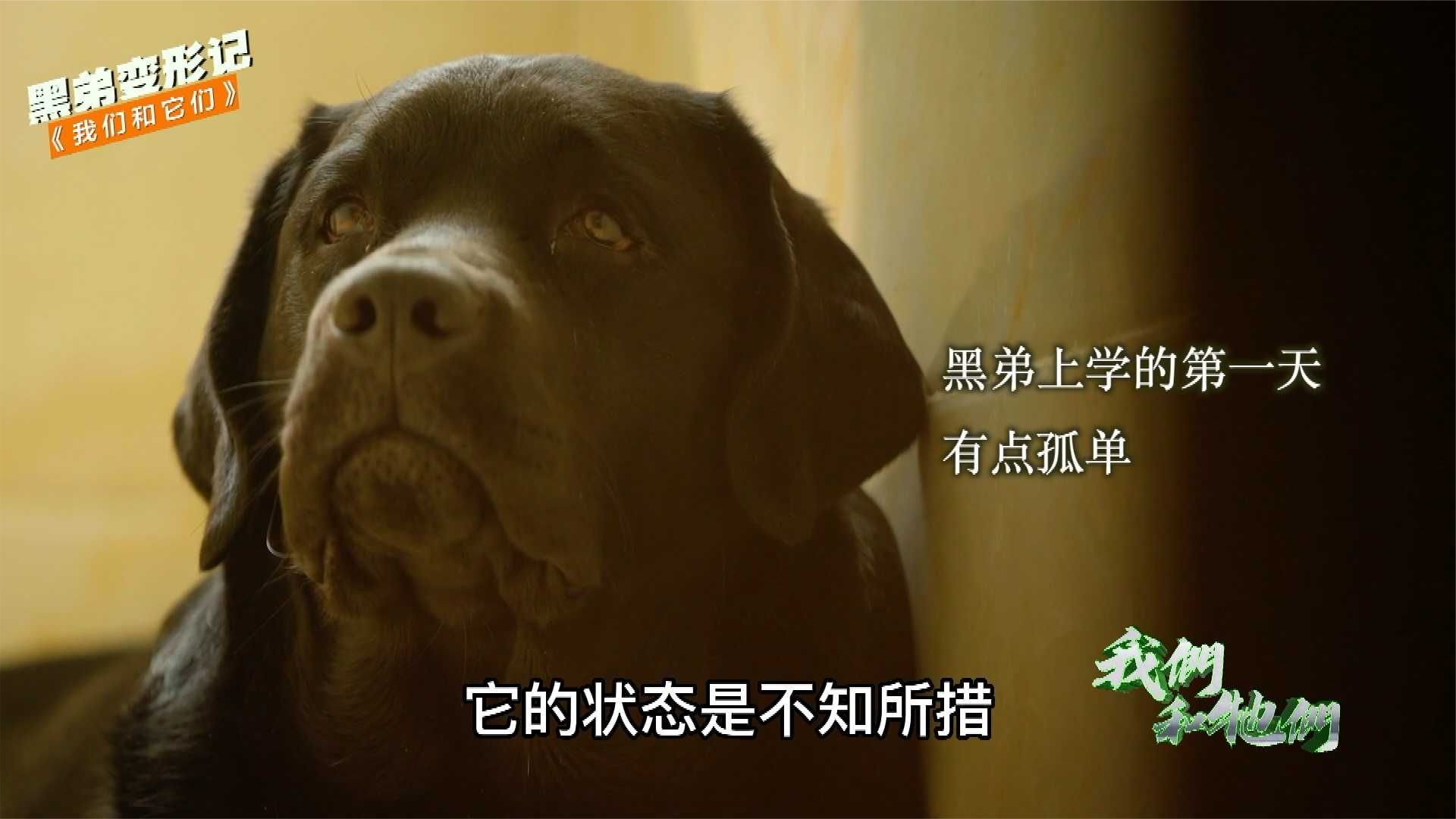 狗狗太调皮愁坏主人，把狗狗送进宠物学校，结果如何？