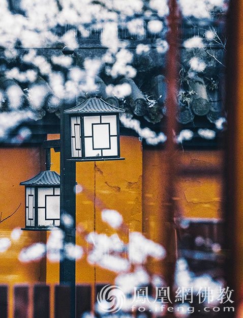 永福探梅：杭州永福寺释普玄参选作品｜“云游寺院”摄影展
