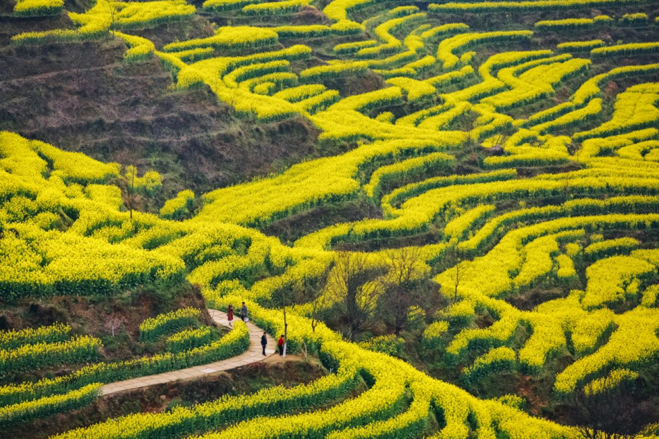 婺源篁岭油菜花全面盛放！拉开中国春季踏青赏花序幕