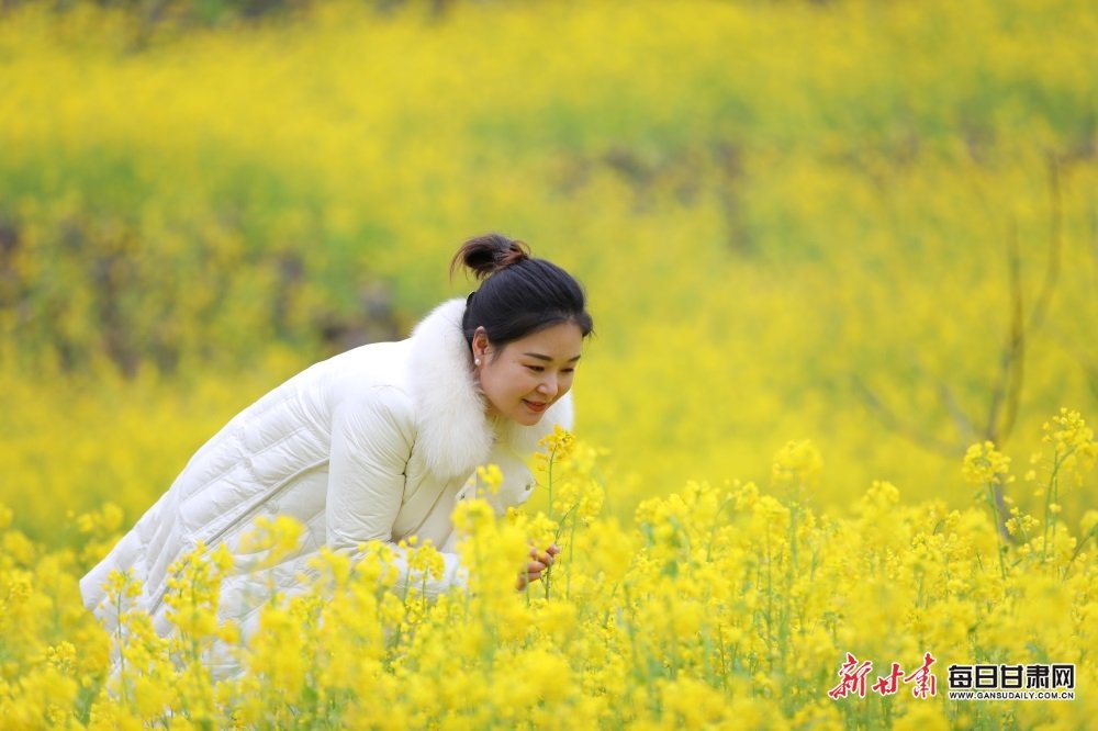 到文县踏青吧！那里的油菜花开得正好