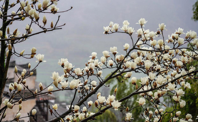 婺源篁岭油菜花已进入观赏期(图)