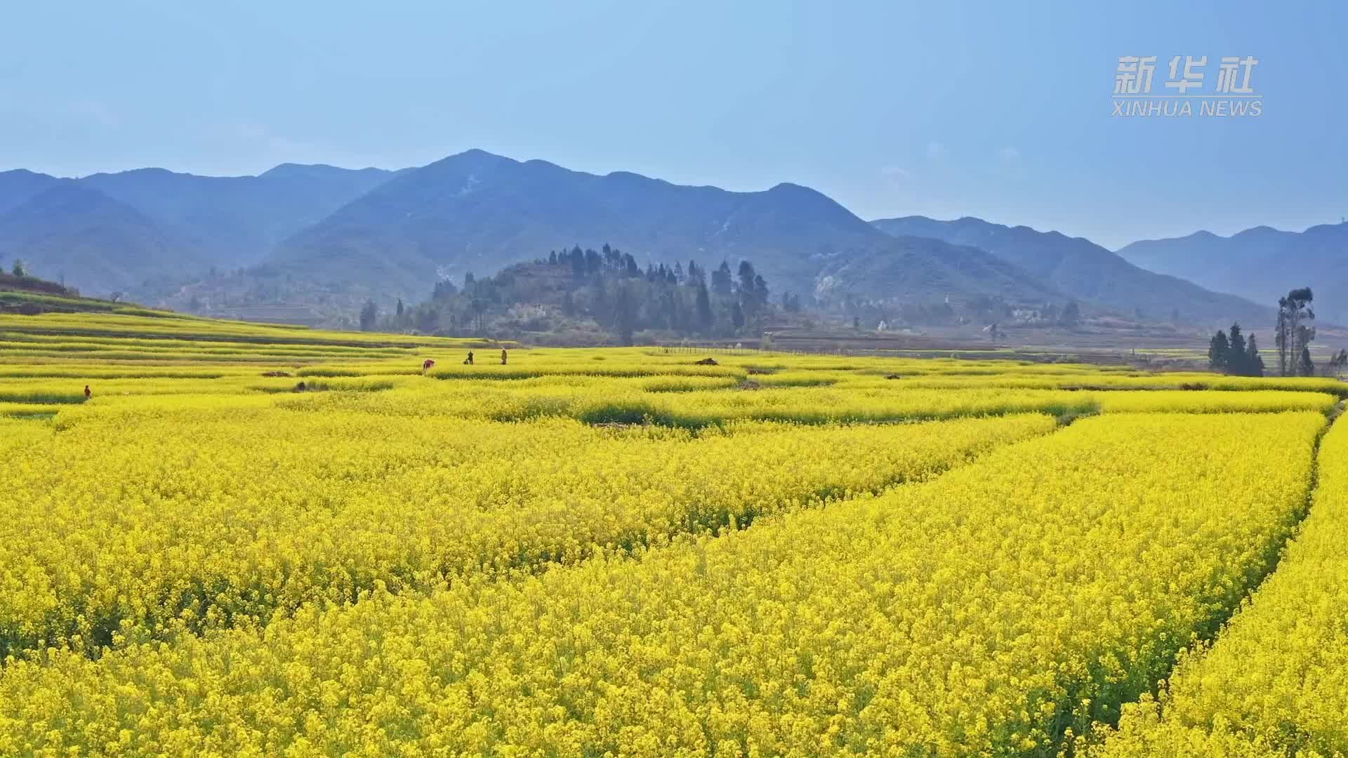 彝家村寨菜花灿 生态美景入画来