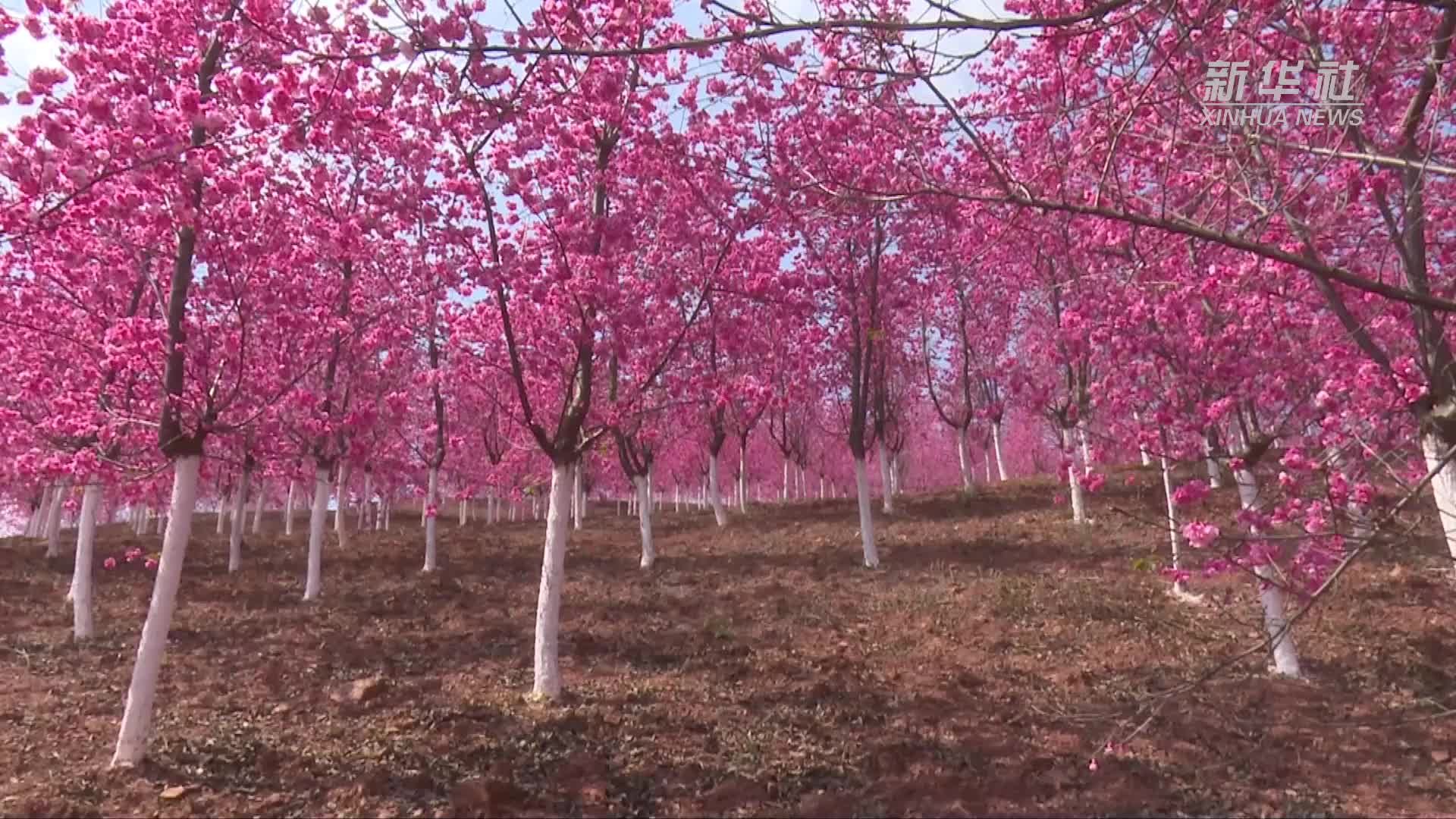 云南宜良：漫步粉色花海 感受浪漫春意