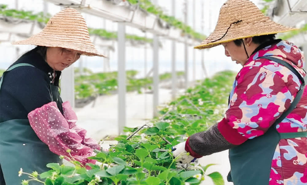 上饶广信区：智慧农业（图）