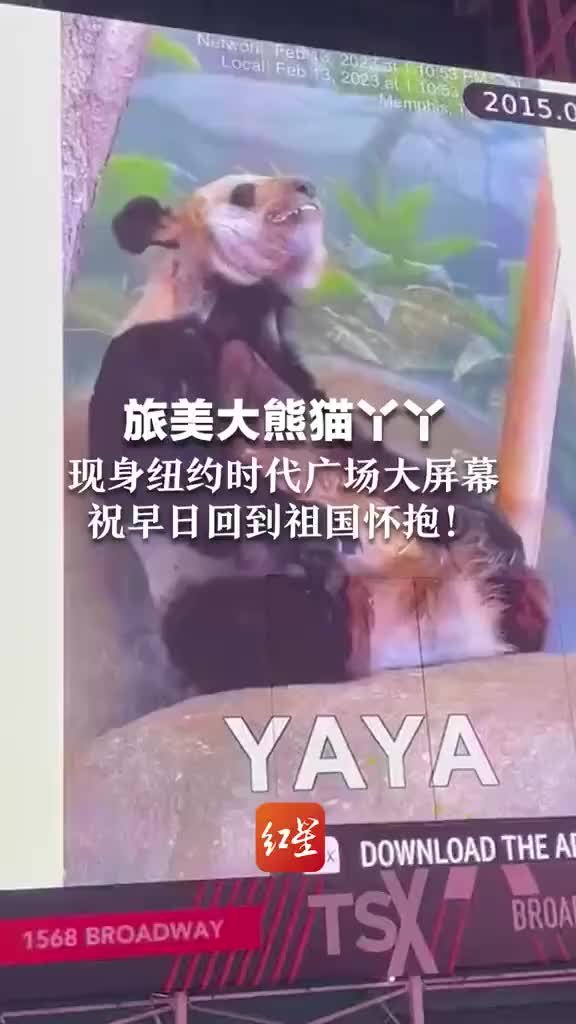 旅美大熊猫丫丫现身纽约时代广场大屏幕，祝早日回到祖国怀抱