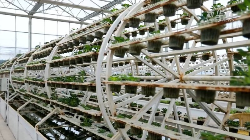 青绿满室春来早 陇原“棚”勃向上好“钱”景