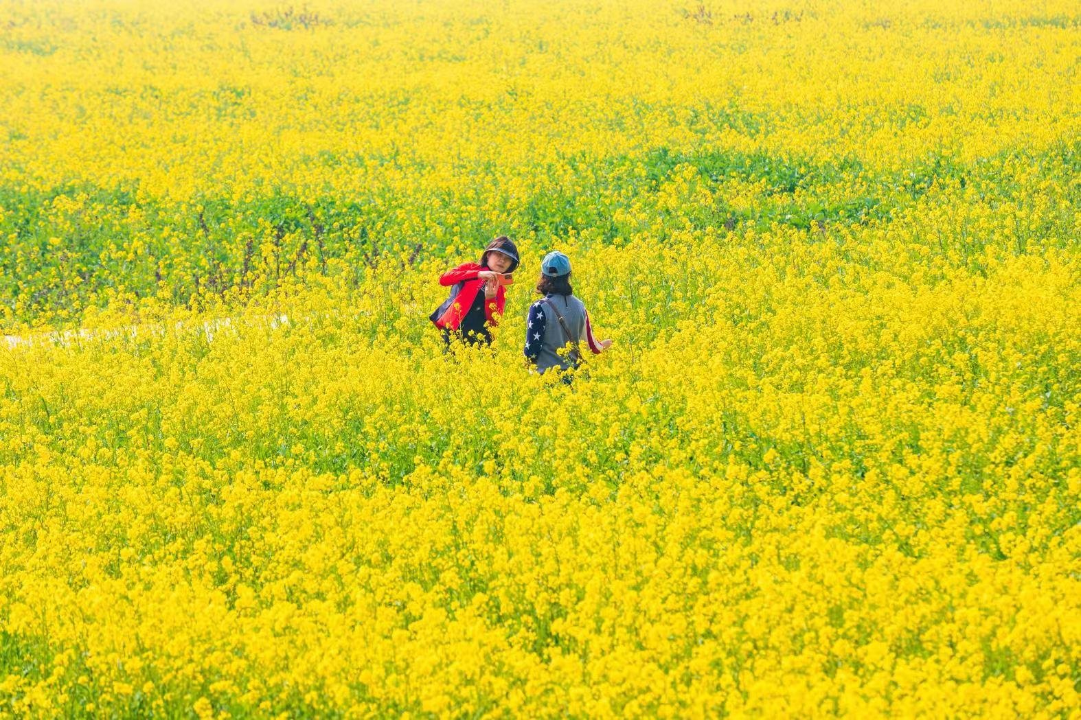 万亩花海已上线 第十届知音故里（蔡甸）消泗油菜花节开幕