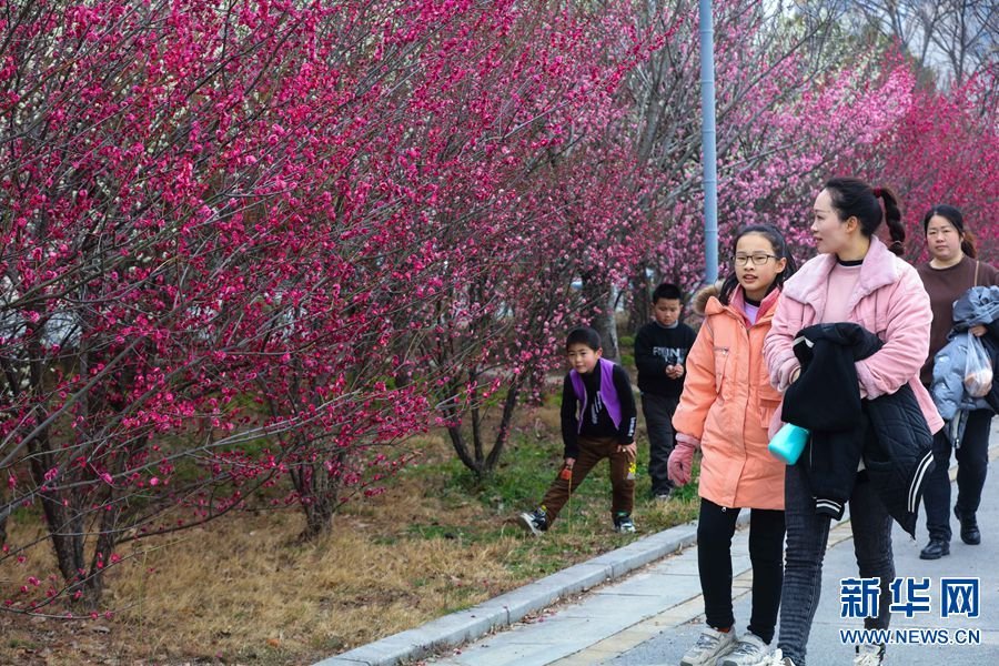 2月25日,游客在河南省信阳市光山县官渡河风景区光州公园赏花游玩。