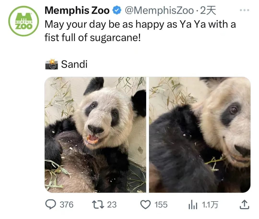 2023年2月28日，孟菲斯动物园在社交平台晒出丫丫照片，并配文：“愿你的每一天都像手里握满甘蔗的丫丫一样快乐！”