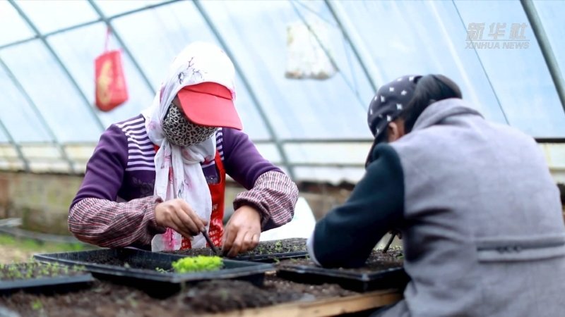 青绿满室春来早 陇原“棚”勃向上好“钱”景