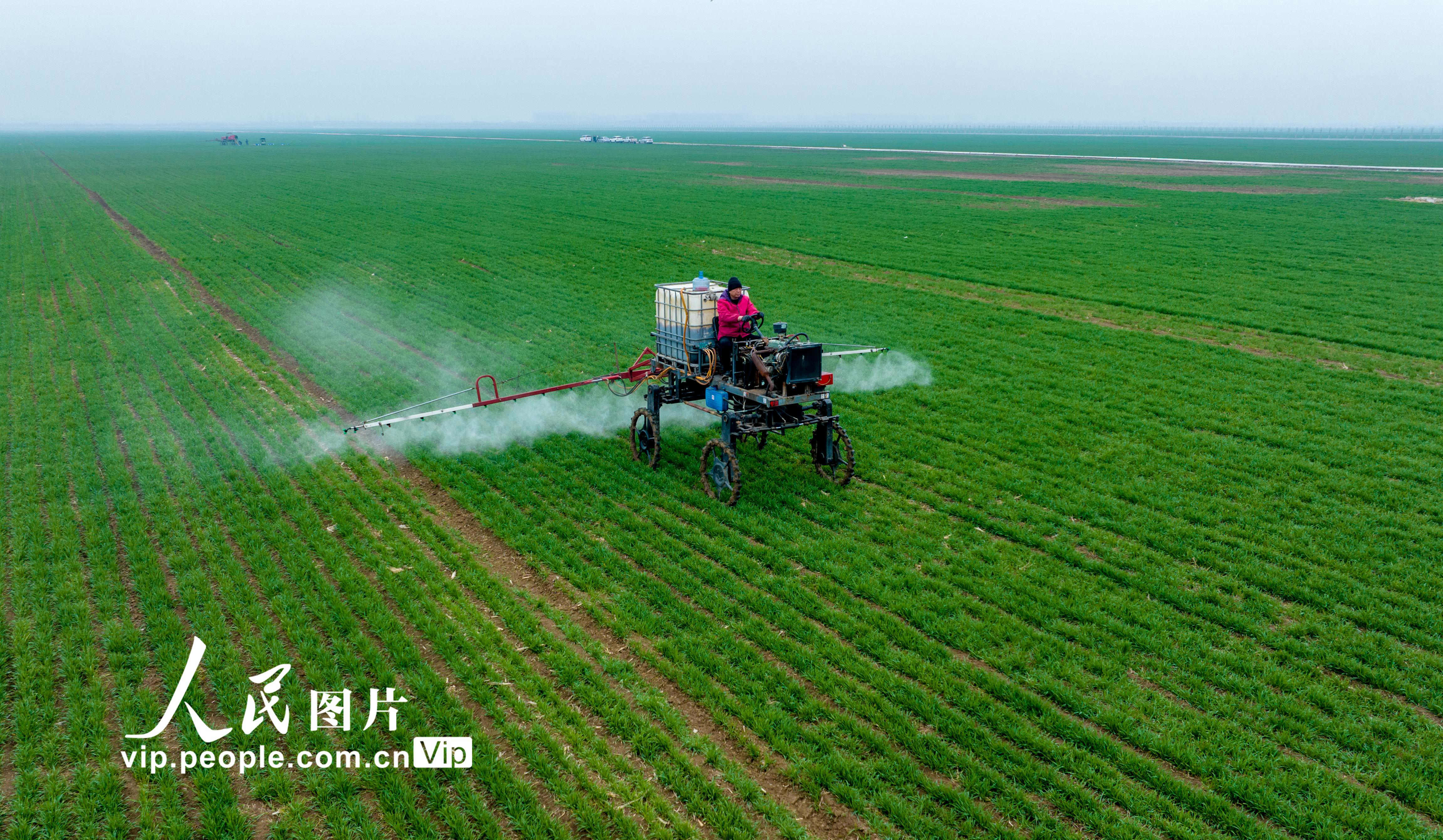 省驻马店市西平县老王坡高标准农田,农民正在驾驶农机设备喷洒农药