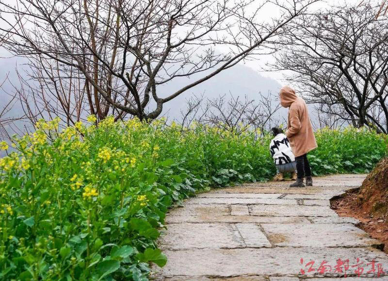 婺源篁岭油菜花已进入观赏期(图)