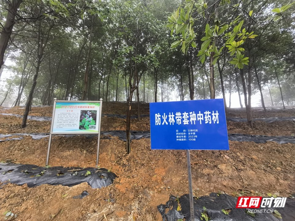 防火林带套种中药材淫羊藿、黄精等，可提升生物防火林带的经济效益。