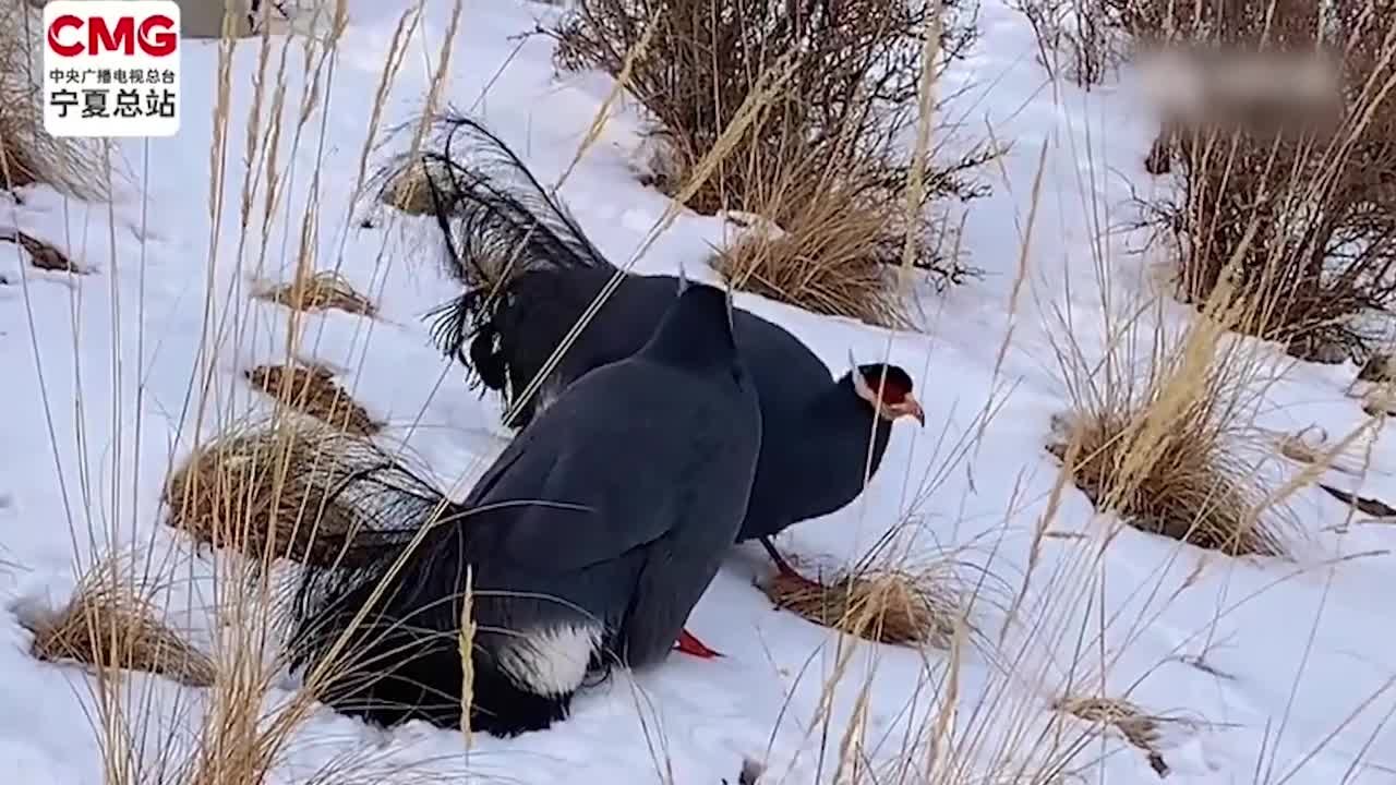 蓝马鸡雪后“组团”下山觅食