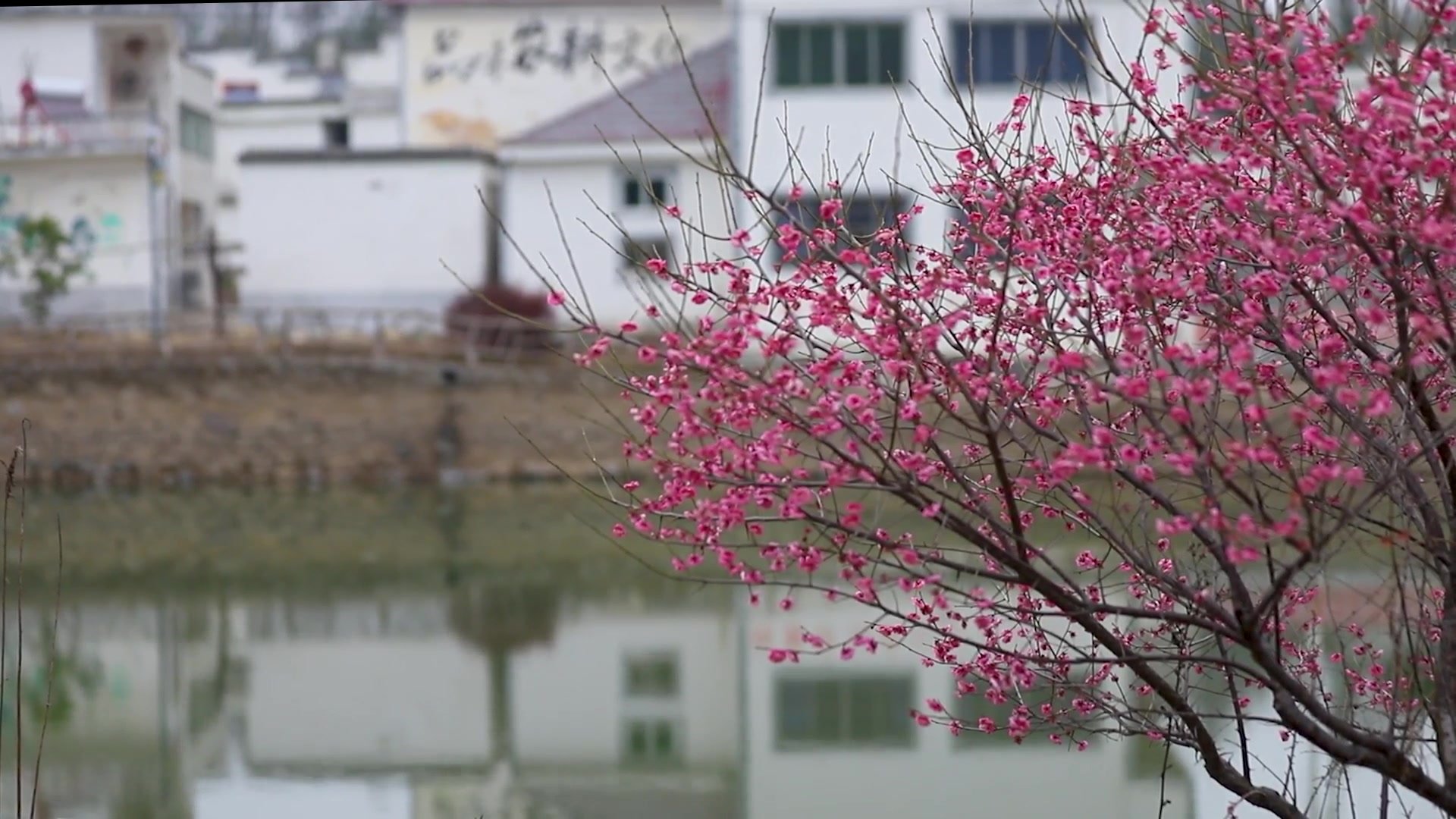 江西湖口县：村庄变景区 花开幸福来