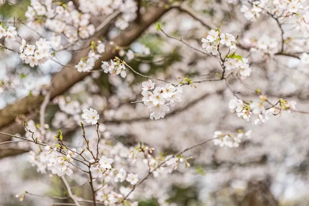 图/东湖磨山景区