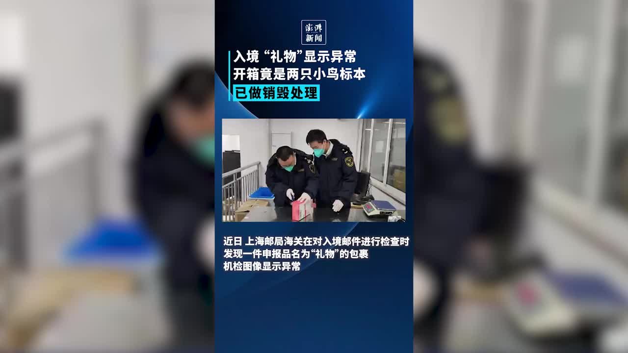 进境包裹里藏着两只“小丑鸟”，打开竟是北极海鹦标本