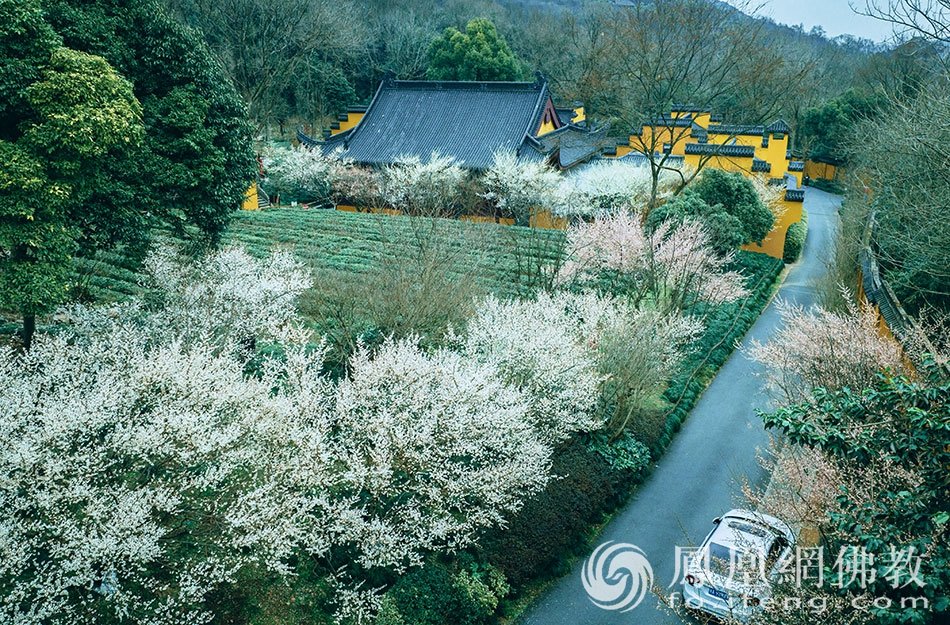 永福探梅：杭州永福寺释普玄参选作品｜“云游寺院”摄影展