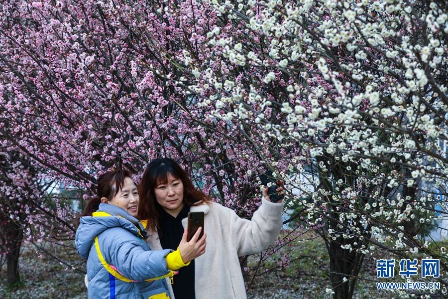 2月25日,游客在河南省信阳市光山县官渡河风景区光州公园赏花拍照。