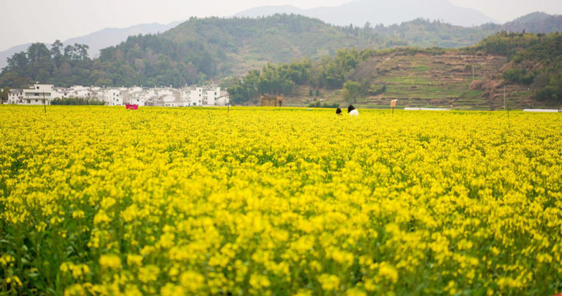 婺源篁岭油菜花已进入观赏期(图)