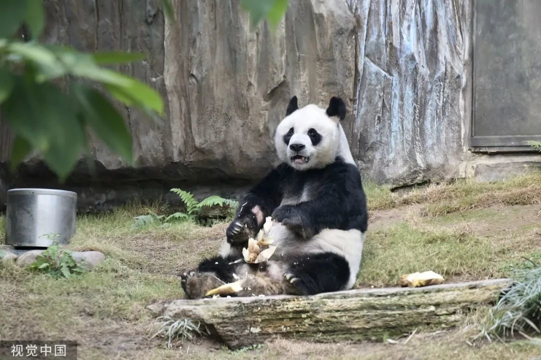 2022年7月21日，大熊猫“安安”离世，享年35岁