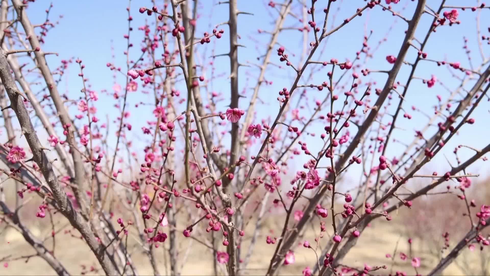 千城百县看中国｜山东：早春梅花竞相绽放