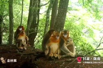 野生动物“出镜”精彩片段集锦来啦！