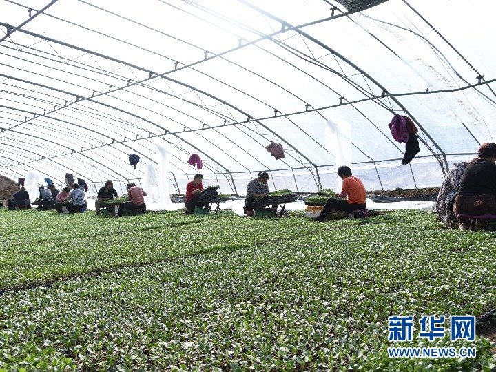 育苗温室内工人正在忙碌 新华社记者 崔翰超 摄