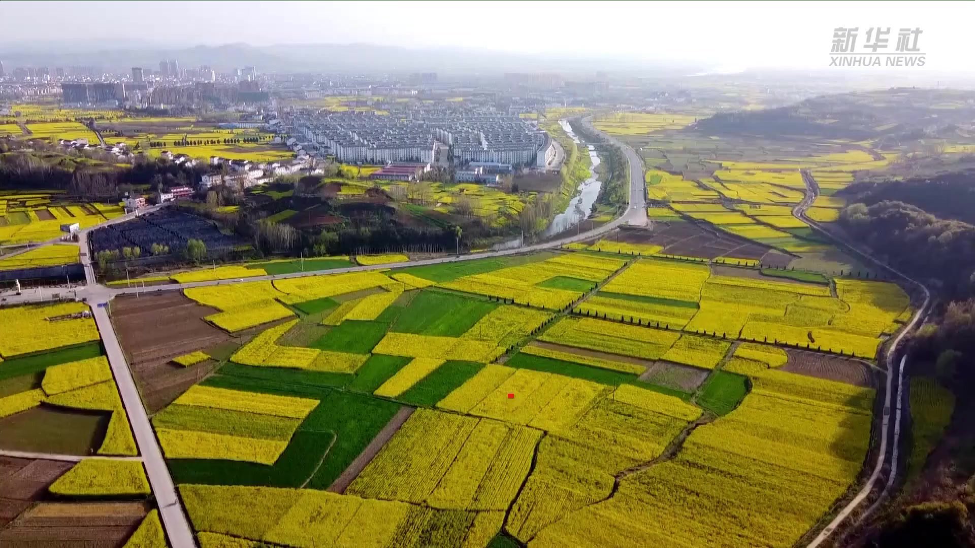 新华全媒＋｜陕西：选育油菜良种 守好国家“油瓶子”