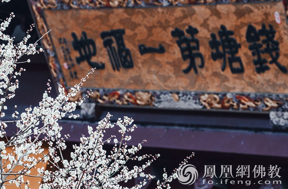 永福探梅：杭州永福寺释普玄参选作品｜“云游寺院”摄影展