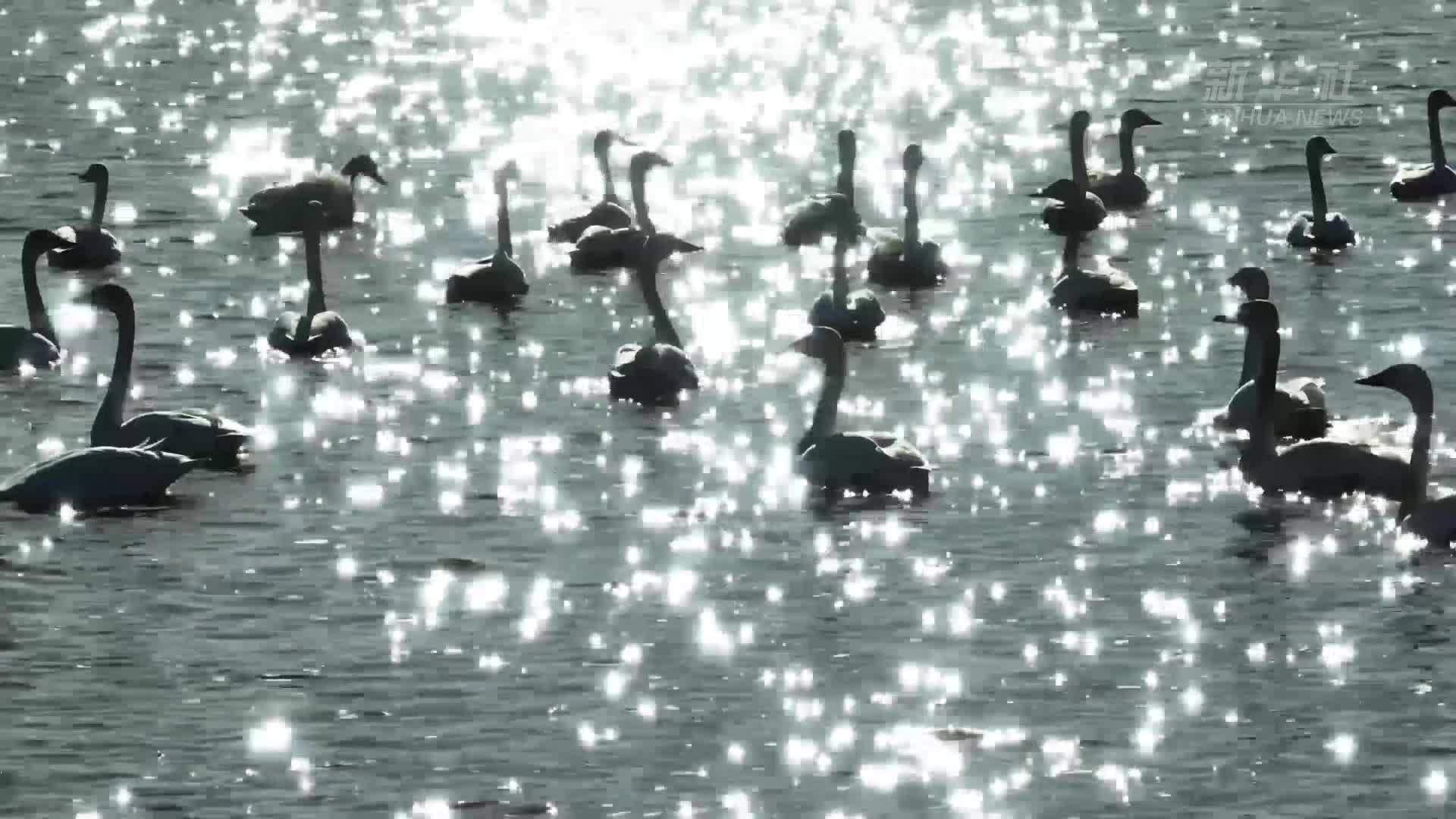 河北曹妃甸：春到湿地天鹅舞翩跹