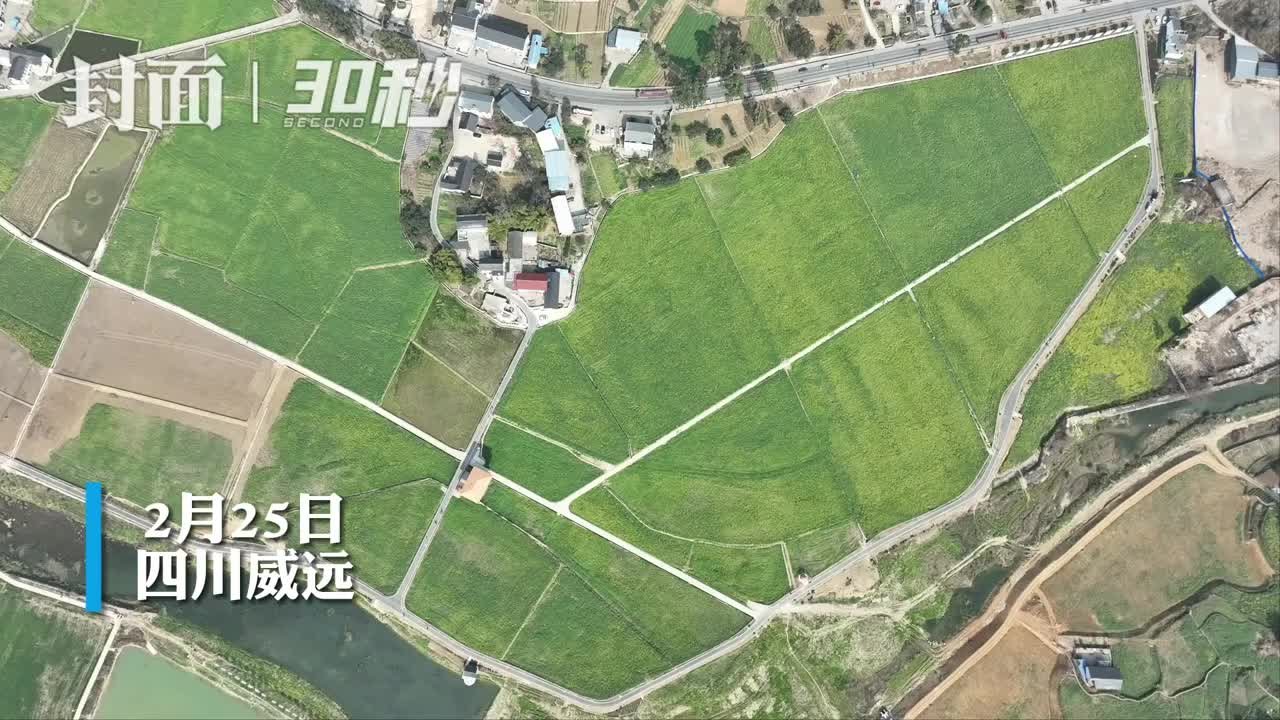 30秒｜春日限定 航拍带你看四川威远油菜花开｜成渝之心·内江好耍