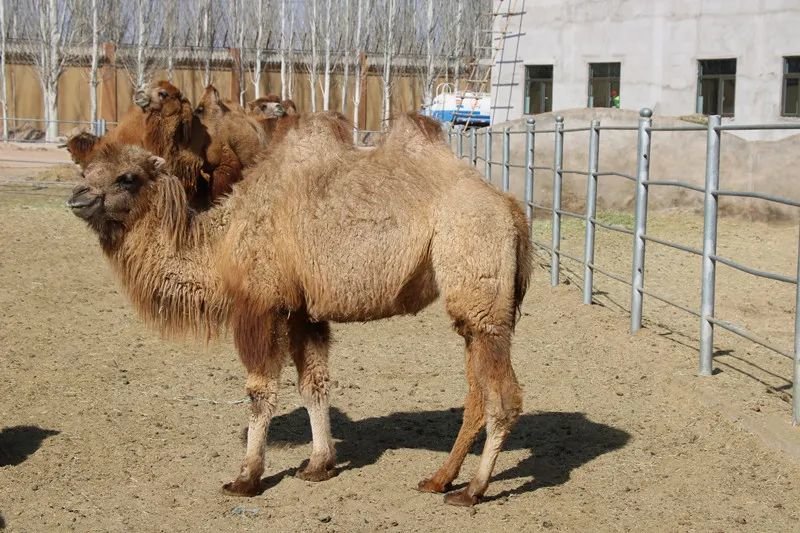 约会春天 你最想去武威哪里打卡？