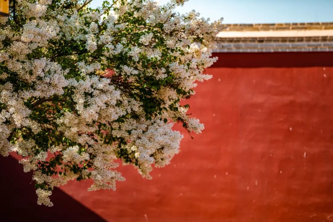 约会春天 你最想去武威哪里打卡？