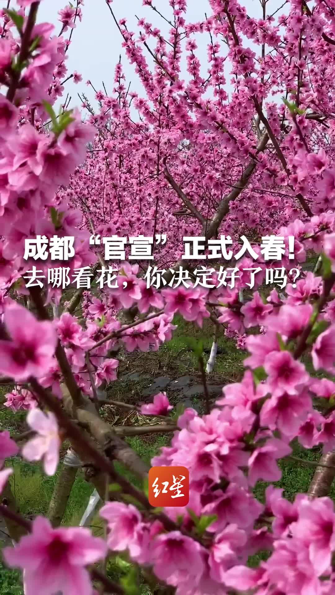 成都“官宣”正式入春！去哪看花，你决定好了吗？