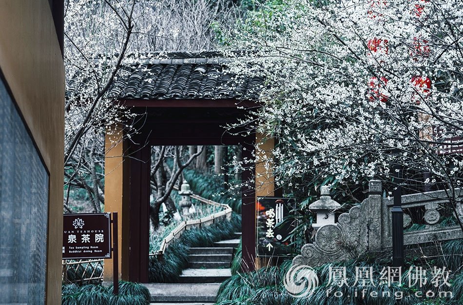 永福探梅：杭州永福寺释普玄参选作品｜“云游寺院”摄影展