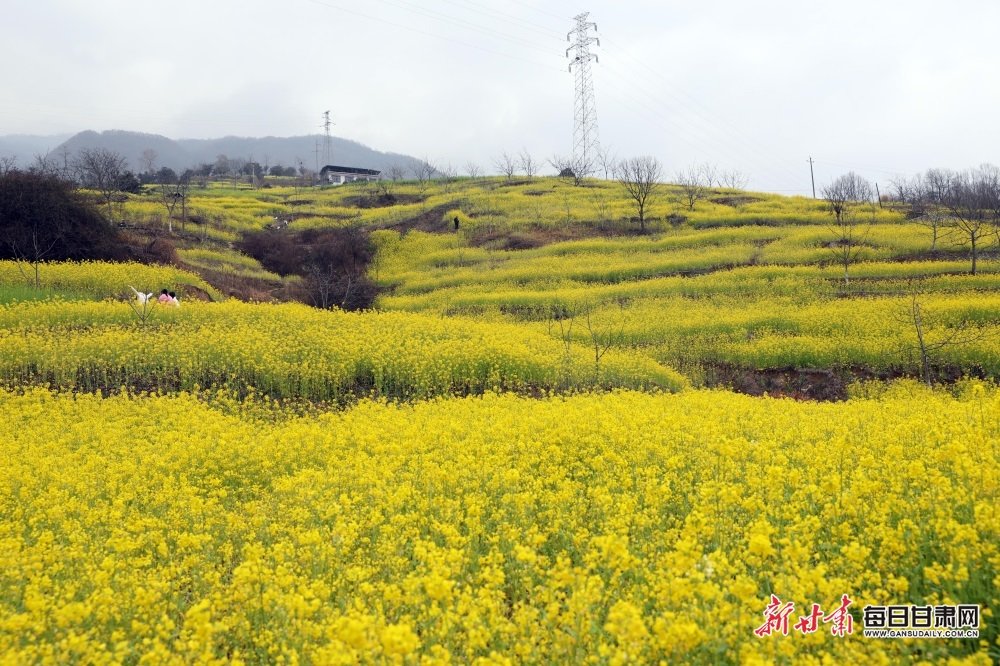 到文县踏青吧！那里的油菜花开得正好