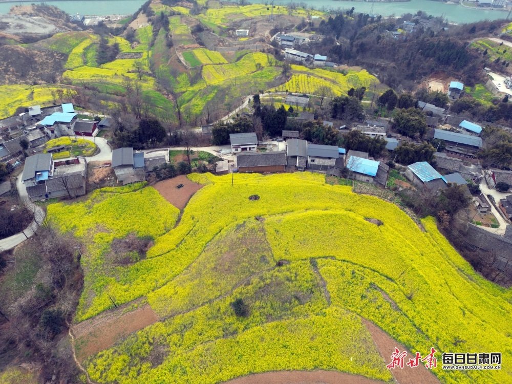 到文县踏青吧！那里的油菜花开得正好
