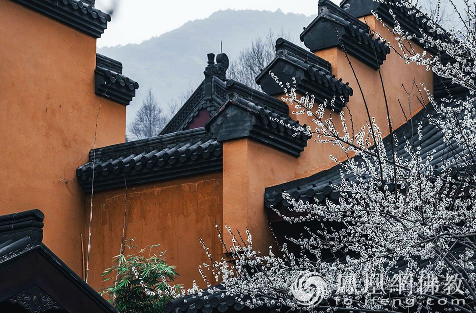 永福探梅：杭州永福寺释普玄参选作品｜“云游寺院”摄影展