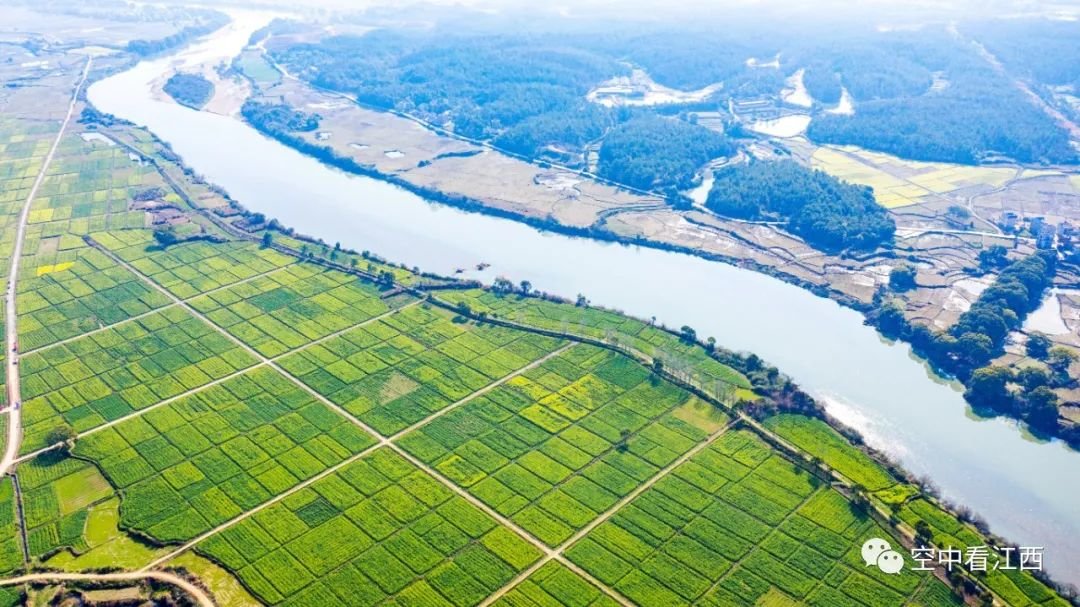 吉水油菜花开 游人踏春赏美景（图）