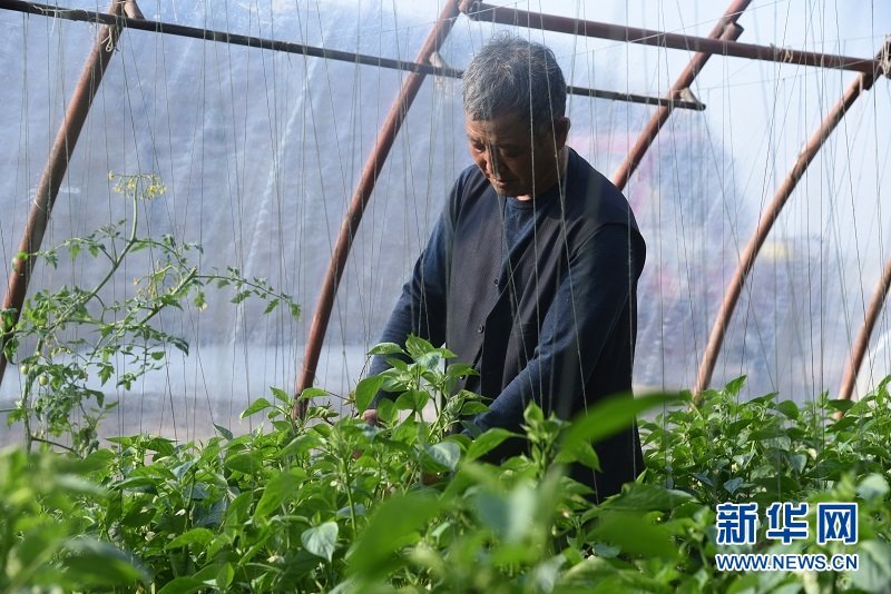 白宗忠正在日光温室里打理辣椒 新华社记者 崔翰超 摄